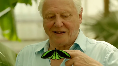 David Attenborough's favourite butterfly