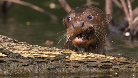 c One Planet Earth Live Giant Otters