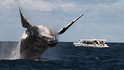 Australia's humpback highway