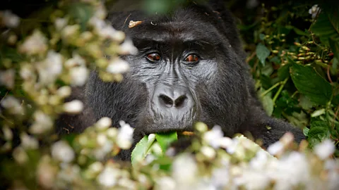A silverback gorilla hides in Uganda's Bwindi Impenetrable National Park