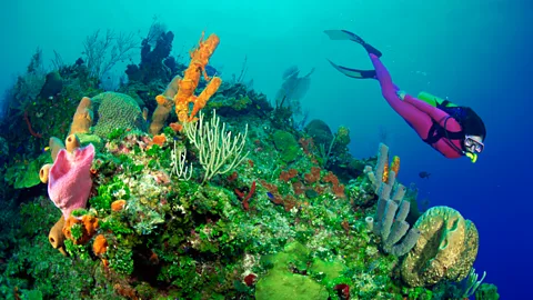Thinkstock Rising sea temperatures and increased acidification mean that vivid coral reefs as we know them could be entirely wiped out within decades. (Copyright: Thinkstock)