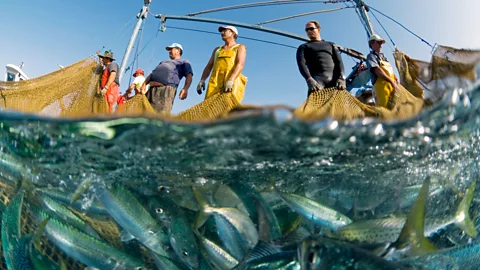 Marine Reserves Could Help Make Commercial Fishing More Profitable