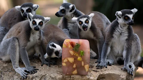 Getty Images Man-made environments like zoos or sanctuaries may be the only place where we’ll find endangered species such as lemurs. (Copyright: Getty Images)