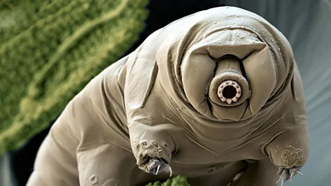 SPL Tardigrades are one of a handful of animals which can live without water (Copyright: SPL)