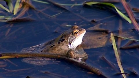 Spot the differences between a frog and a toad