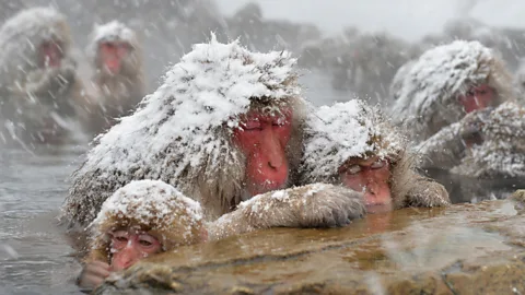Getty Images Japanese macaque, known as “snow monkeys”, take an open-air hot spring bath, or “onsen” at the Jigokudani Monkey Park in Yamanouchi, Nagano (Copyright: Getty Images)