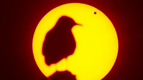 AFP/Getty Images A seagull captured in shadow as the planet Venus crossed in front of the Sun in June. The next transit of Venus isn’t expected until December 2117. (Copyright: AFP/Getty Images)