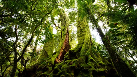 Springbrook National Park Queensland Australia