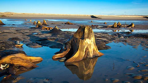 A submerged forest is visible at low tide along the beach at Borth, a coastal village north of Aberystwyth. (Walescoastpath.gov)