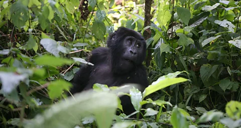 Ugandaâs Bwindi Impenetrable National Park is home to half of the worldâs remaining wild mountain gorillas. (Mike MacEacheran)