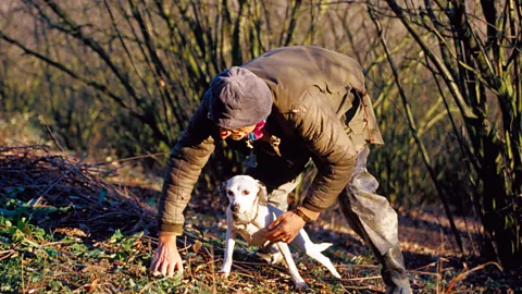 The rare European white truffle can be found in Italyâs Piedmont region, growing among the roots of poplar, beech, hazelnut, oak and willow trees. (Oliver Strewe/LPI)