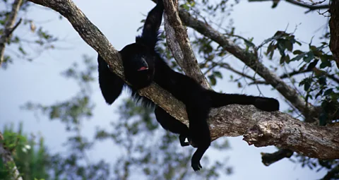 Children can see the endangered black howler monkey at Belizeâs Community Baboon Sanctuary. (Tom Boyden/LPI)