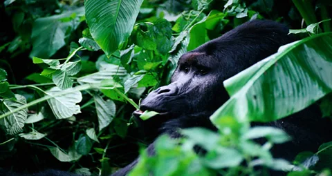The Virunga volcanoes are home to the endangered mountain gorilla. (David Wall/LPI)