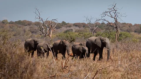 The land-based game drive is one of many ways that the Zambezi brings guests into direct interaction with their environment. (Colleen Clark)