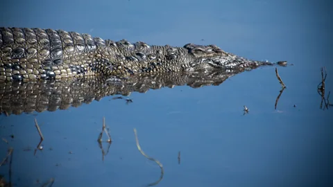 Due to stringent conservation measures, poaching has never been a problem in Chobe National Park. As a result, animals have little fear of humans. (Colleen Clark)