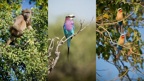 A baboon, a lilac breasted roller, and white-fronted bee-eaters perch in the surrounding trees. (Colleen Clark)
