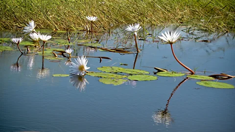 Delicate white water lilies float in the Chobe River, which divides Botswanaâs Chobe National Park and Namibiaâs Caprivi Strip. (Colleen Clark)