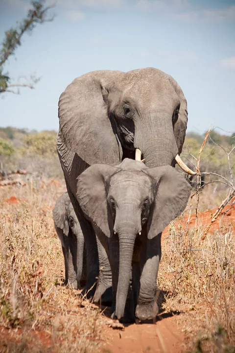 Beautiful multi-ton pachyderms lumber within a hairâs breadth of the safari jeep. (Colleen Clark)