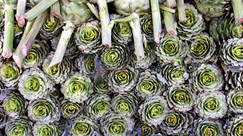 Artichokes for sale at La Vega Central, a bustling produce market in Santiago, Chile. (Paul Kenned/LPI)