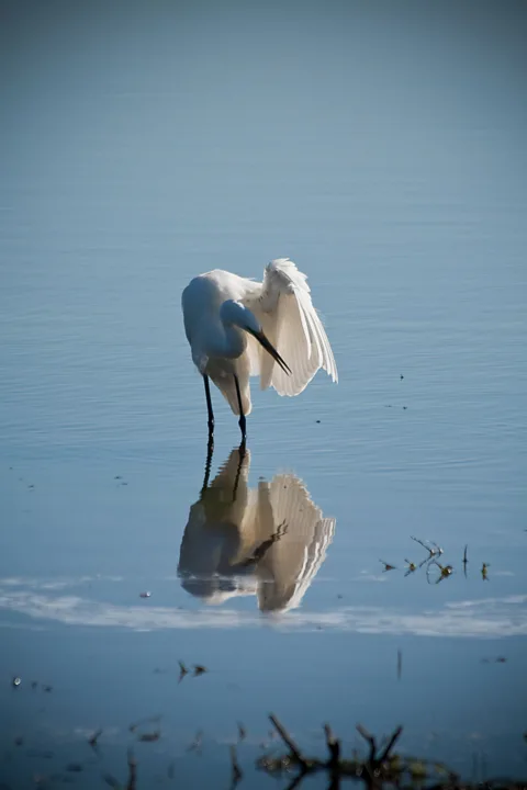 A great white egret cools in the river. (Colleen Clark)