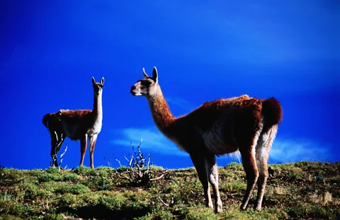 Guanacos are close relatives to both llamas and camels. (Gareth McCormack/LPI)