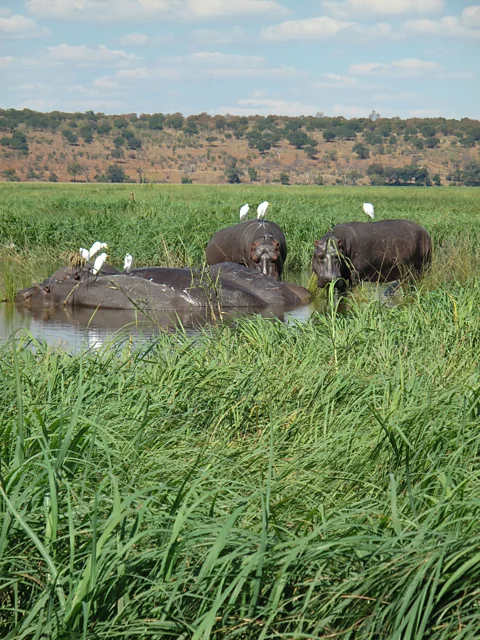 The launch boats zip past islands of emerald hippo grass. (Colleen Clark)