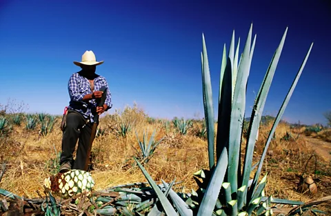Agave adventures: Sipping the spirits of Mexico