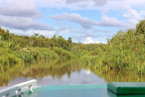 Venture into Indonesian Borneoâs pristine peatland forest on board a *klotok*. (Kylie McLaughlin)