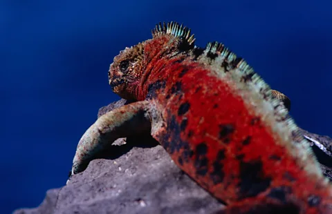 The otherwordly marine iguana basks on the rocks of Isla Espanola. (Richard I'Anson/LPI)