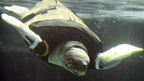 Getty Images Yu, an approximately 25-year-old female loggerhead turtle, received her 27th pair of artificial front legs at the Suma Aqualife Park in Kobe, Japan. (Copyright: Getty Images)