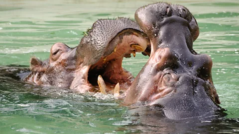 Thinkstock (Copyright: Thinkstock)