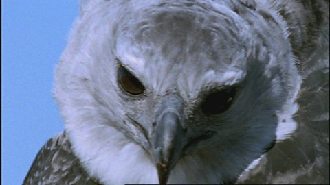 Expedition to Guyana - endangered animals in the rainforest