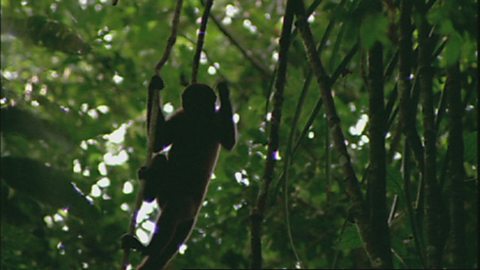 Expedition to Guyana - life in the rainforest