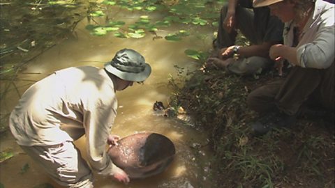 Expedition to Guyana - recreating Sir Walter Raleigh's search for El Dorado