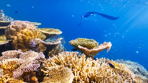(Tobias Helbig/Getty) Maldives manta rays