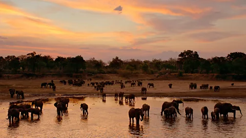 Zambia, Africa, elephants, Luangwa Valley