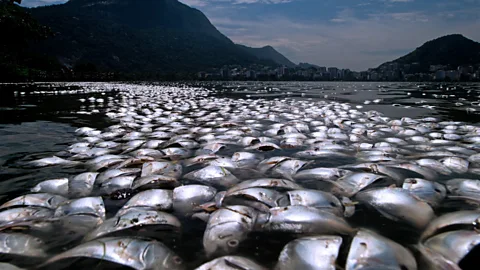 Getty Images Dead fish floating on the waters of the Rodrigo de Freitas lagoon, beside the Corcovado mountain in Rio de Janeiro. (Copyright: Getty Images)