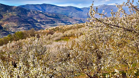 Jerte Valley, cherry blossom, spring, Extremadura, Spain