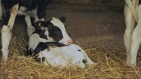 How our milk gets from the farm to the shop