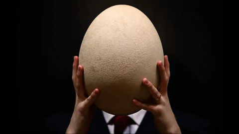 Getty Images A complete sub-fossilised elephant bird egg has been put up for sale, it’s expected to fetch £30,000 when auctioned at Christie’s in London next month. (Copyright: Getty Images)