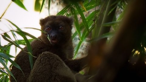 How deforestation in Madagascar is threatening animal habitats