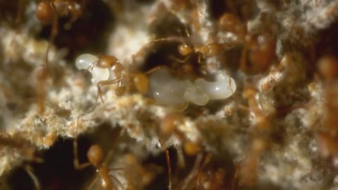 Life cycle of an ant