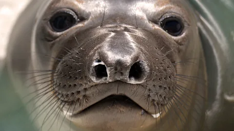 Getty Images A young sea lion recovers at the Marine Mammal Care Center in San Pedro, California. Many ill pups have turned up on California's coastline since January. (Copyright: Getty Images)