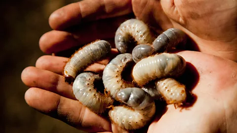 Witiji grubs Australia