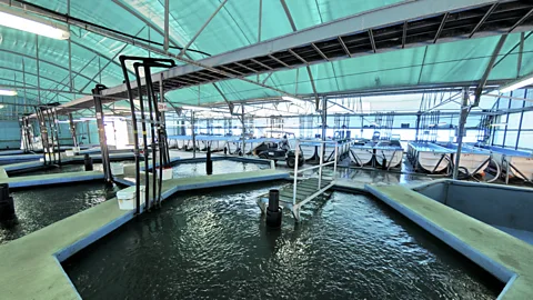 Science Photo Library Indoor cultivation is not just for plants; this hatchery in Israel rears fish like carp and mullet indoors before moving them to fish ponds. (Copyright:  Science Photo Library)