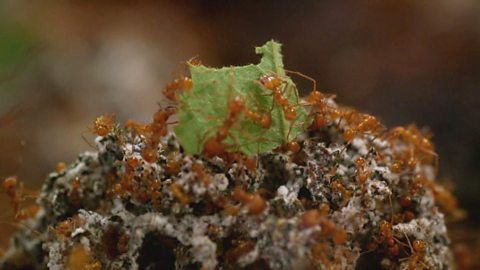 What ants eat and what eats ants
