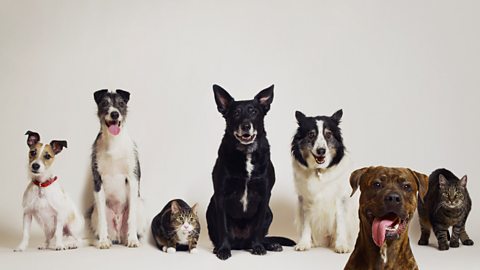 Five dogs and two cats of a variety of breeds