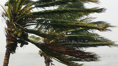 A palm tree in a gale