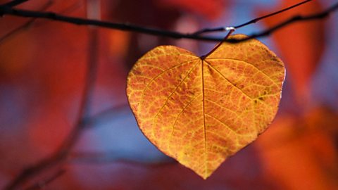 A heart-shaped golden leaf in autumn