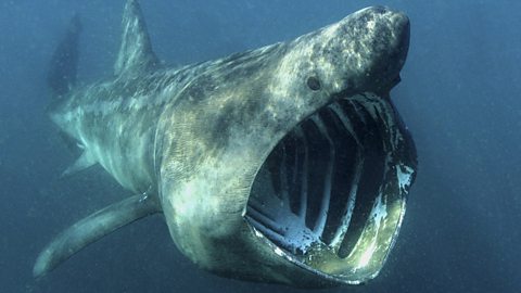 A basking shark swimming underwater with its mouth gaping open